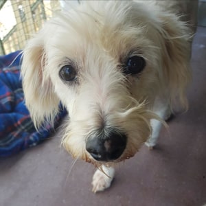 No photo for Benson (Adoption Pending)