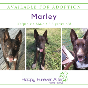 No photo for Marley