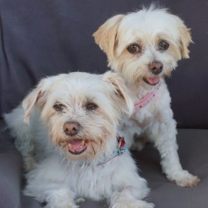 No photo for Princess And Mia