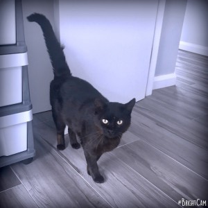 No photo for Blackie ** A Senior Love Bug **