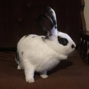 No photo for Pebbles