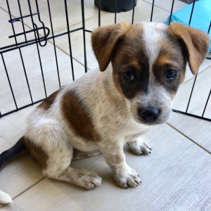 No photo for Tawny One Of 4 Puppies