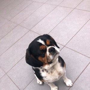 No photo for Snoopy Our Loving Boy