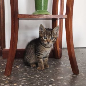 No photo for Possum ** On Trial With My New Family **