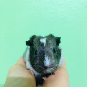 No photo for Prancer