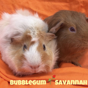 No photo for Bubblegum & Savannah