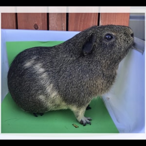 No photo for Clancey