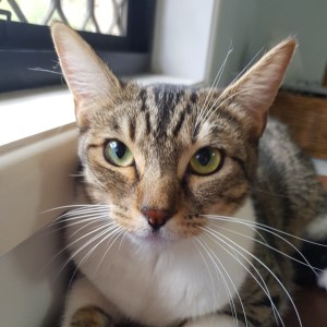 No photo for Coco