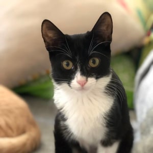 No photo for Princess Peach (Located In Caulfield North)
