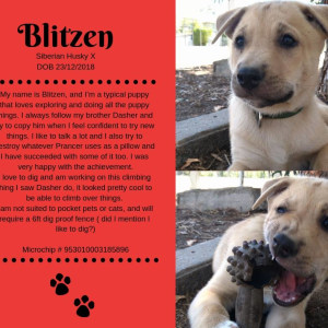 No photo for Blitzen