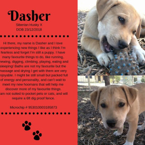 No photo for Dasher