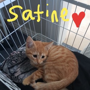 No photo for Satine