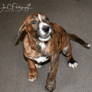 No photo for Rosie Affectionate Sweet Girl