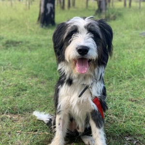 No photo for Toby