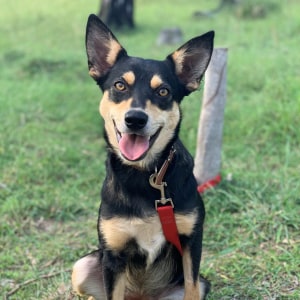 No photo for Rosie