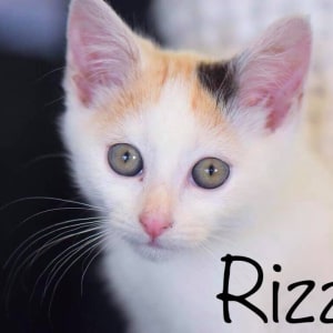 No photo for Rizzo