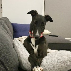 No photo for Minnie. Melbourne