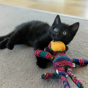 No photo for Onyx