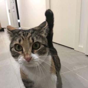 No photo for Miss Ginger