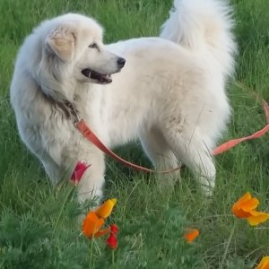 No photo for Rosa (Working/Companion Pet For Large Block)