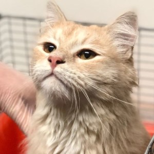 No photo for Smithers
