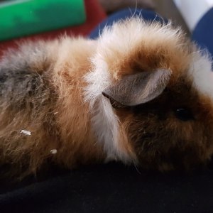 No photo for Cream Puff
