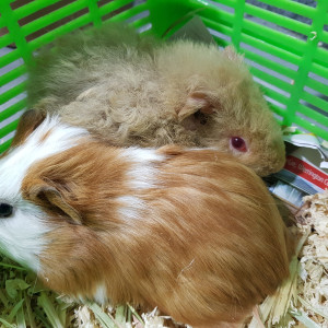No photo for Willow ( Friend Of Cuddle Pie)