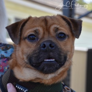 No photo for Buck ** As Cute As Pie **