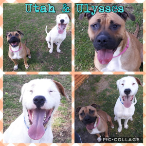 No photo for Utah