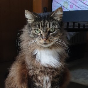 No photo for Lady Fluffington The Third