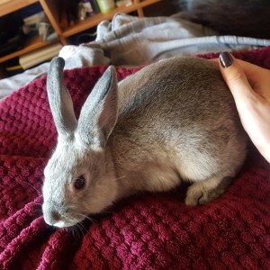 No photo for Smudge
