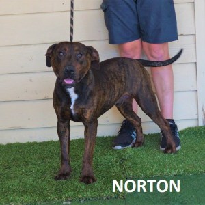 No photo for Norton