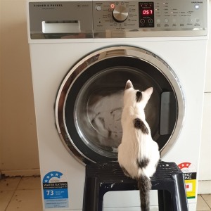 No photo for Bilby