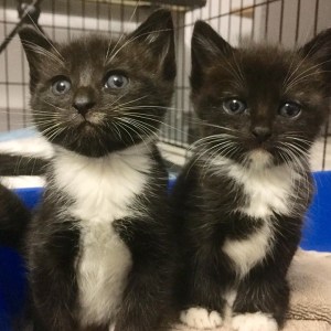 No photo for James Bond Kittens