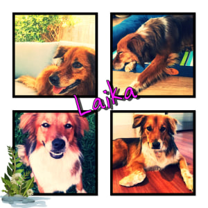 No photo for Laika