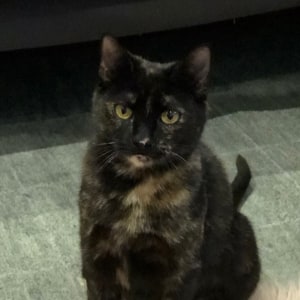 No photo for Edwina (Located In Caulfield North)