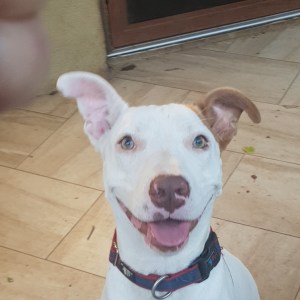 No photo for Toby