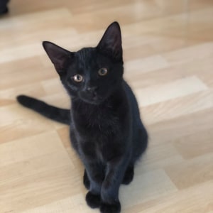 No photo for Inky (Located In Werribee)