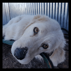No photo for Lilly (Companion Dog)