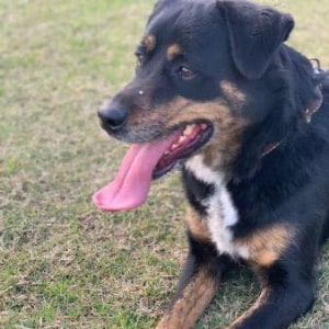 No photo for Dora ** A Placid Gentle Girl **