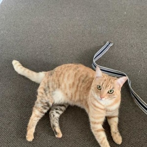 Dog Rescue Newcastle Cats Kittens