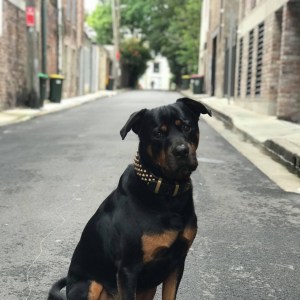No photo for Teddy ** Pure Breed Rottweiler **