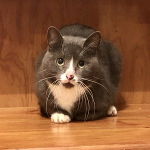 No photo for Casper ** Please Help Him **