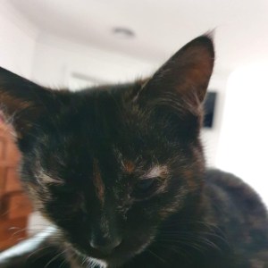 No photo for Evie