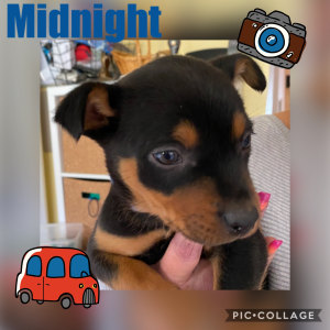 No photo for Midnight