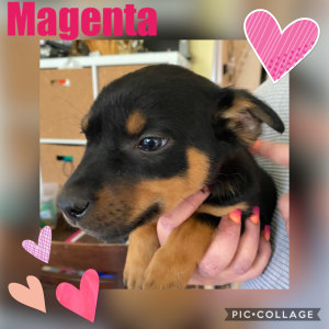 No photo for Magenta