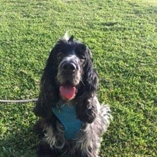 Abbie