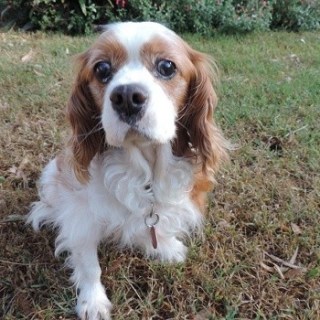 Rodney