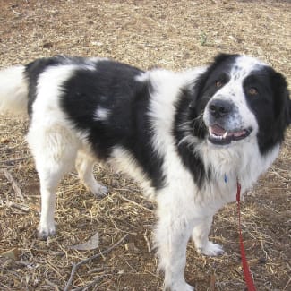 sarplaninac x maremma