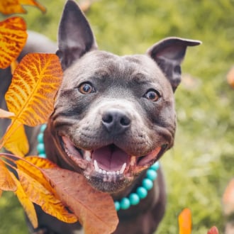 Dogs with Jobs and Office Dogs: OZ Top Dog Awards 2023